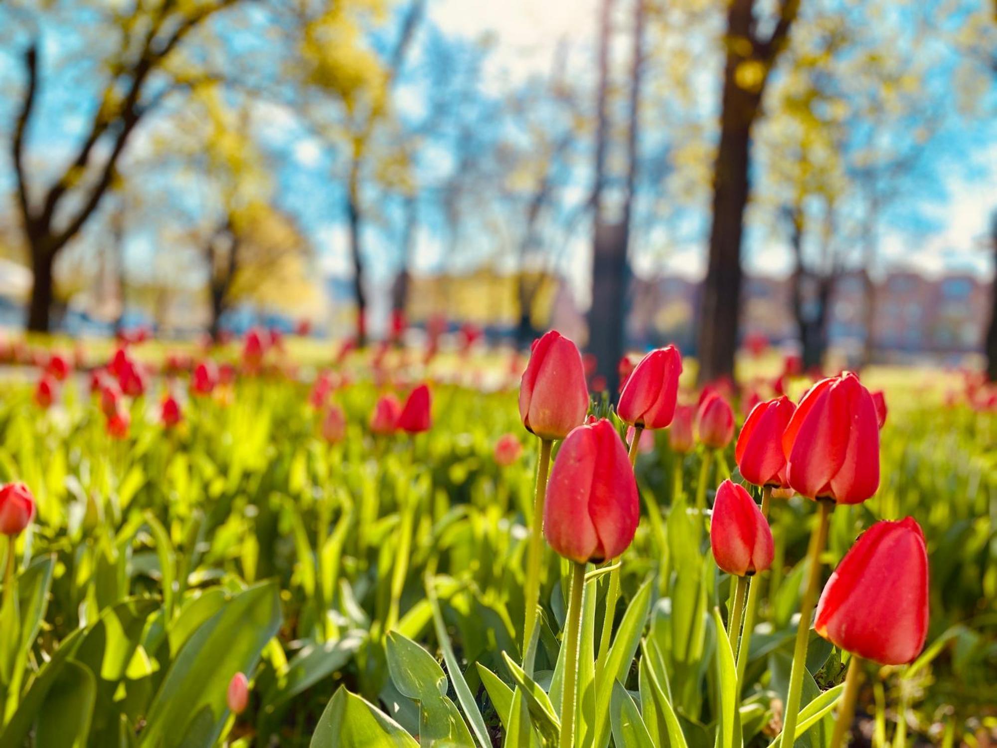 Schoene Aussichten Mitten In Berlin - Il Sole المظهر الخارجي الصورة