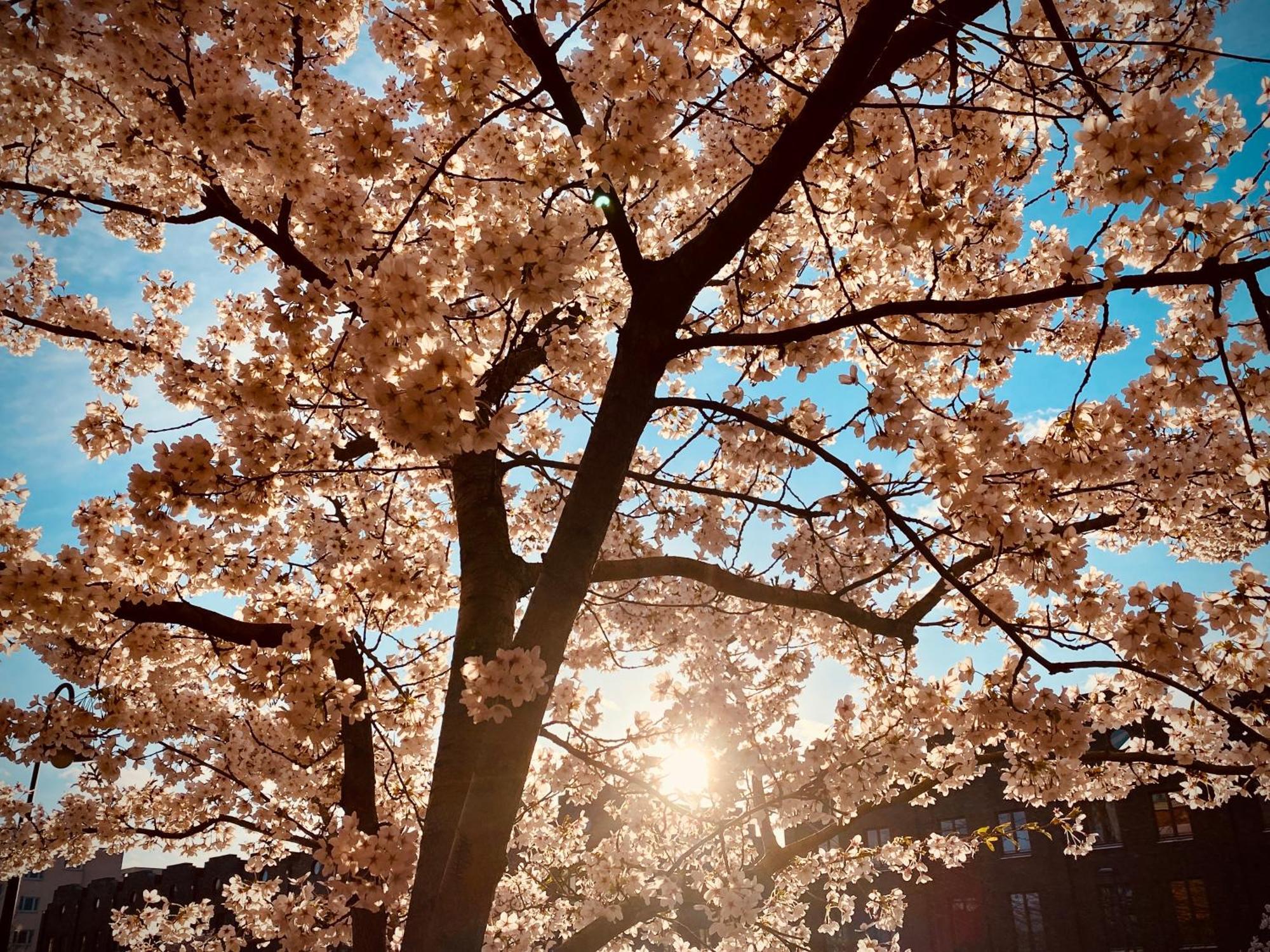 Schoene Aussichten Mitten In Berlin - Il Sole المظهر الخارجي الصورة